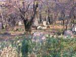 cmentarz �ydowski w Che�mie