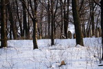Gryb�w - cmentarz �ydowski zim�