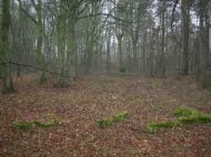 teren cmentarza �ydowskiego w Jarocinie