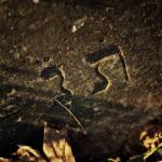 Cmentarz �ydowski w K�dzierzynie Ko�lu Jewish cemetery in Kedzierzyn Kozle