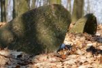 Kock - cmentarz �ydowski