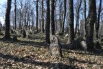 macewa na cmentarzu �ydowskim w Miko�owie