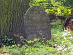 macewa na cmentarzu �ydowskim w Miko�owie