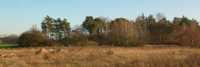 Cmentarz �ydowski w Mi�os�awiu