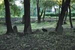 cmentarz �ydowski w Nowym �migrodzie