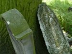 nagrobki na cmentarzu �ydowskim w Olesnie