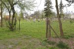 Oleszyce - cmentarz �ydowski
