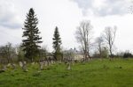 Oleszyce - cmentarz �ydowski
