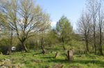 Ryman�w - cmentarz �ydowski