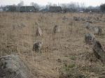 �mi�owicze - cmentarz �ydowski