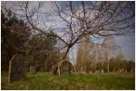 �abno - cmentarz �ydowski